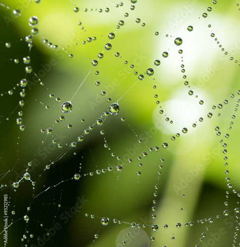 water droplets on a spider web in nature