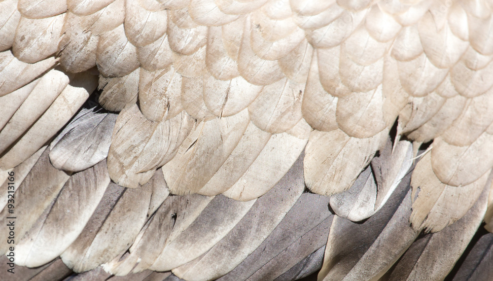 Naklejka premium eagle feathers as a background