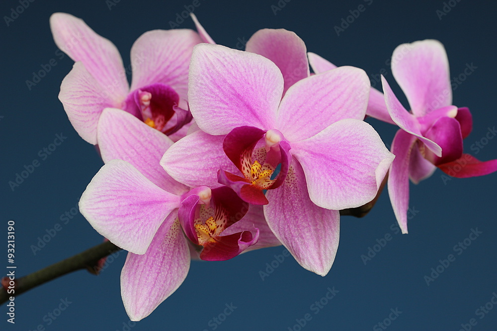 Orchidee, pink, Orchidaceae Orchidee, pink, Orchidaceae