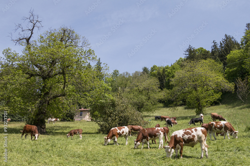 cows in spring