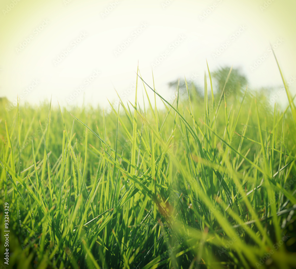 Fototapeta premium low angle view of fresh grass in the field. retro filtered 