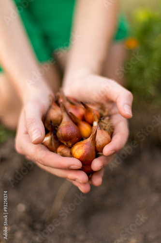 Fototapeta Naklejka Na Ścianę i Meble -  Gardener's hands holding tulip flower bulbs before planting.