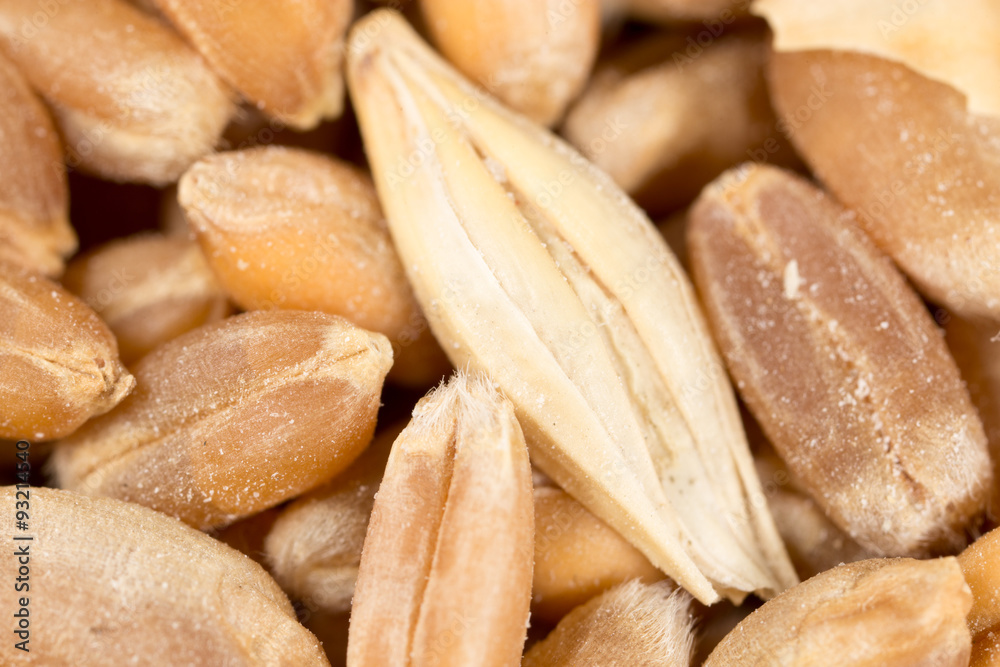 grain of wheat. super macro grain of wheat. super macro