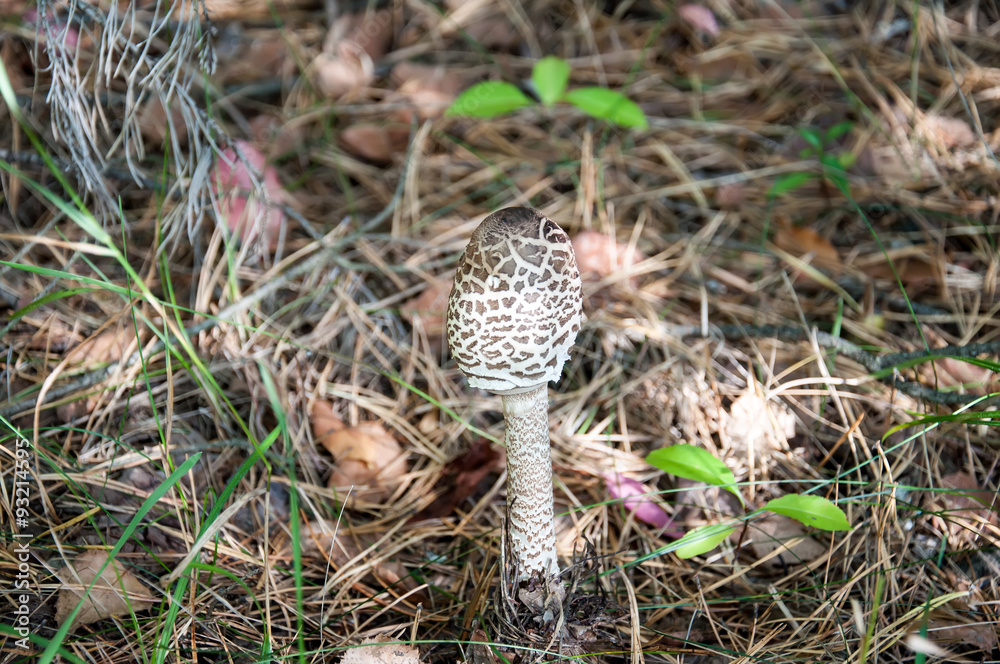 Very young, edible and delicious Parasol Mushroom Very young, edible and delicious Parasol Mushroom