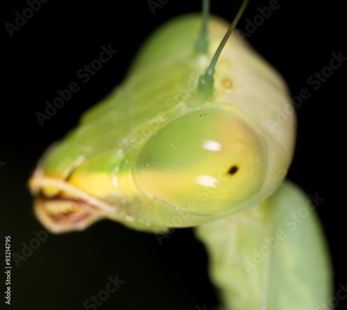 portrait of a praying mantis. super macro