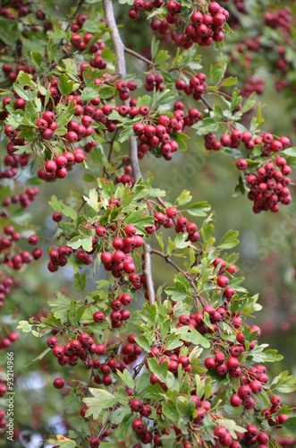 Weißdorn - Rote Beeren am Baum