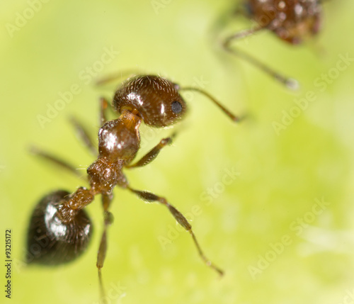 ant in nature. super macro © schankz