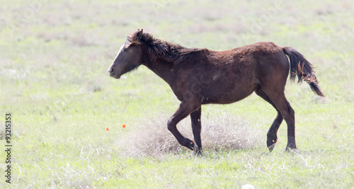 a horse in a pasture in nature