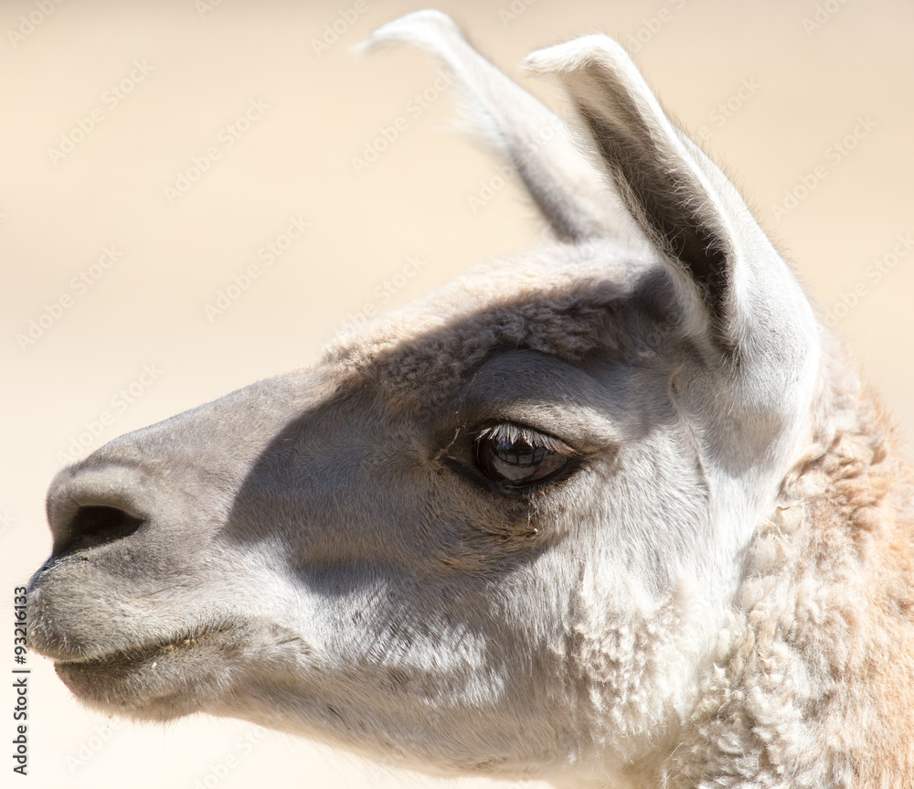Obraz premium Portrait of a llama at the zoo