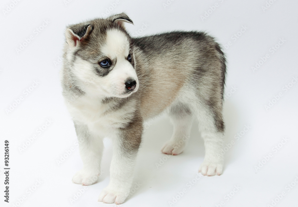 Husky puppy