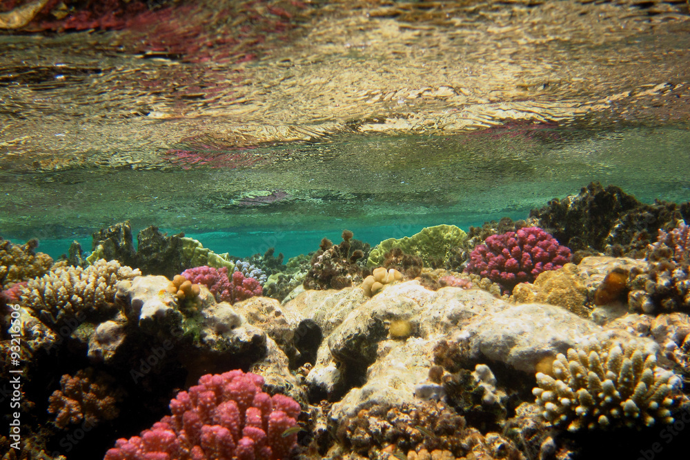 bunte korallen unter wasseroberflaeche