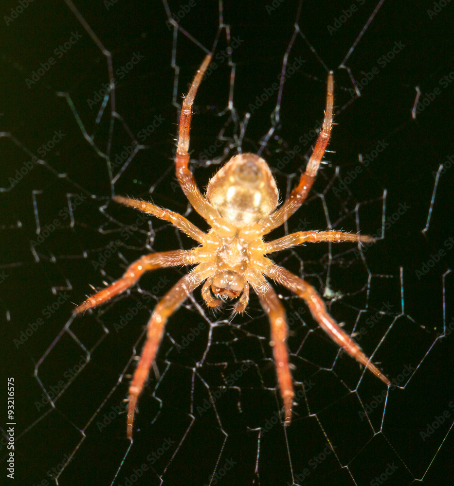 Spider on the web. close Spider on the web. close