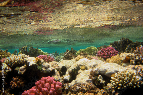 bunte korallen unter wasseroberflaeche photo