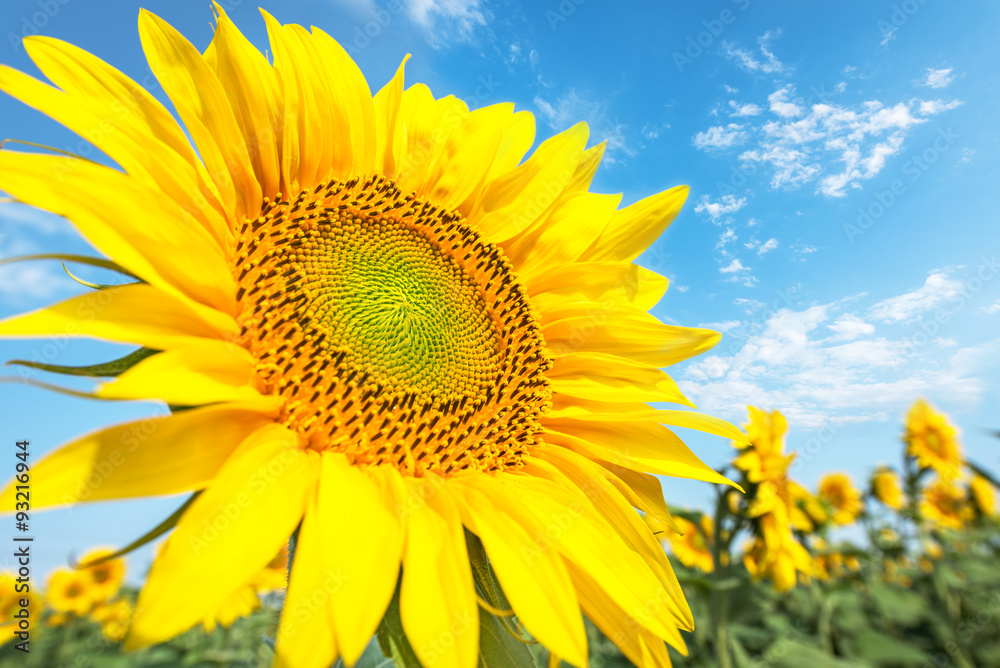 Fototapeta premium Beautiful landscape with sunflower field over cloudy blue sky.