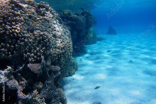 korallen und weisser sand im seichten wasser