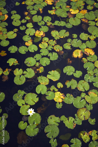 White lily floating on a dark water