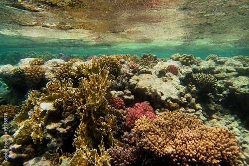 schoenes korallenriff unter wasseroberflaeche