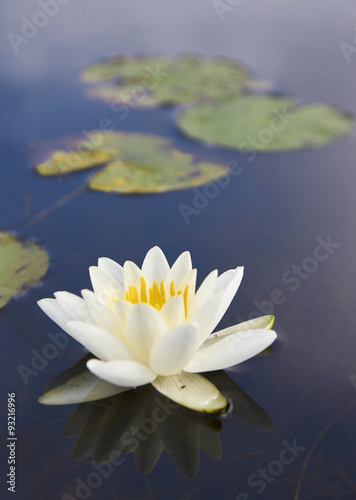 White lily floating on a dark water, macro