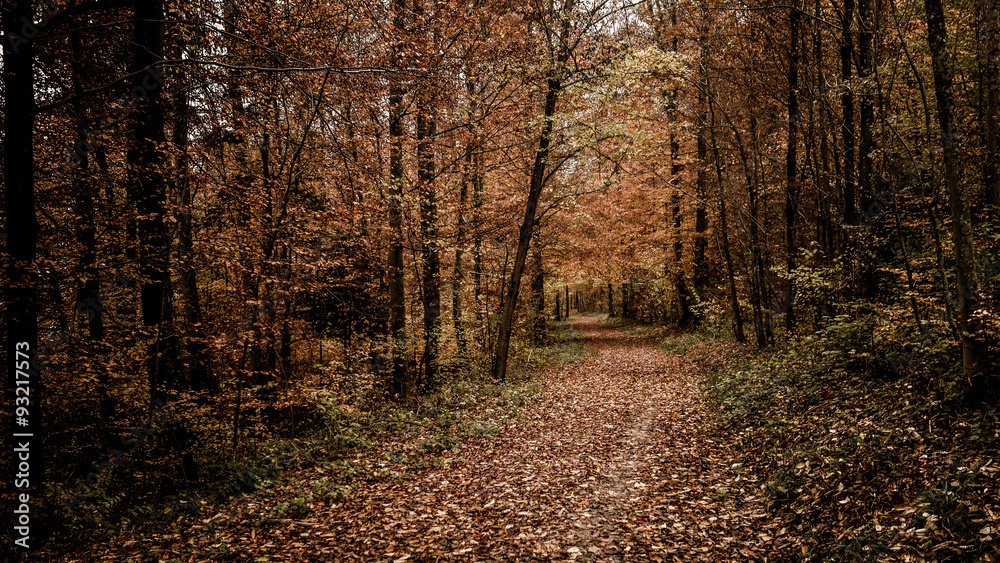 Wald Wald