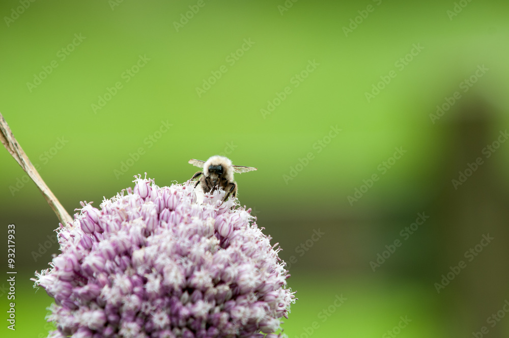 Fototapeta premium Bumble bee on a purple flower with blurred green background