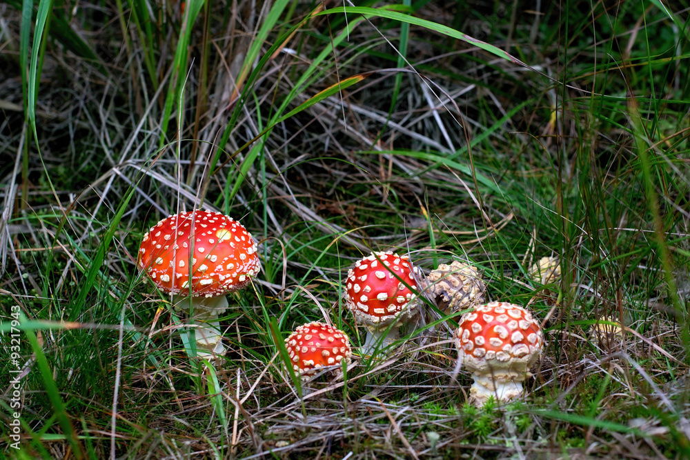 Toadstools Toadstools