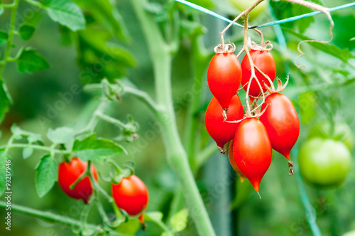 Vine Tomato growing in a greenhouse