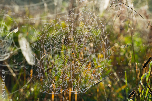 Cobwebs in a hazy field in autumn at sunrise