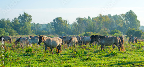 Fototapeta Naklejka Na Ścianę i Meble -  Konik horses in a sunny field in autumn
