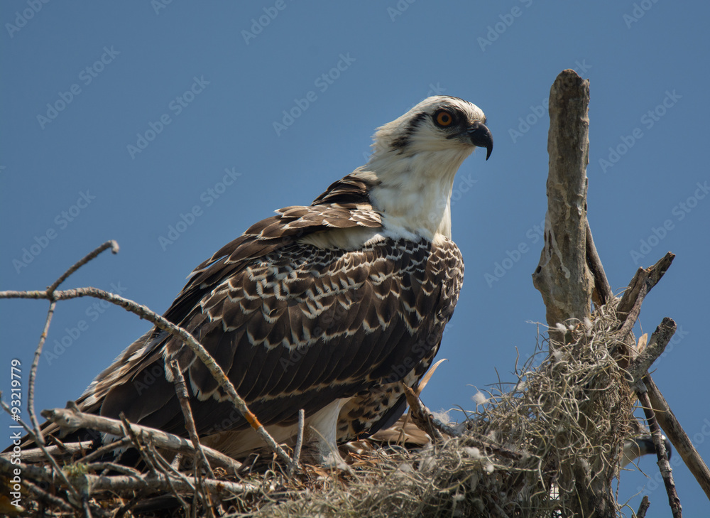 Osprey on Nest Osprey on Nest