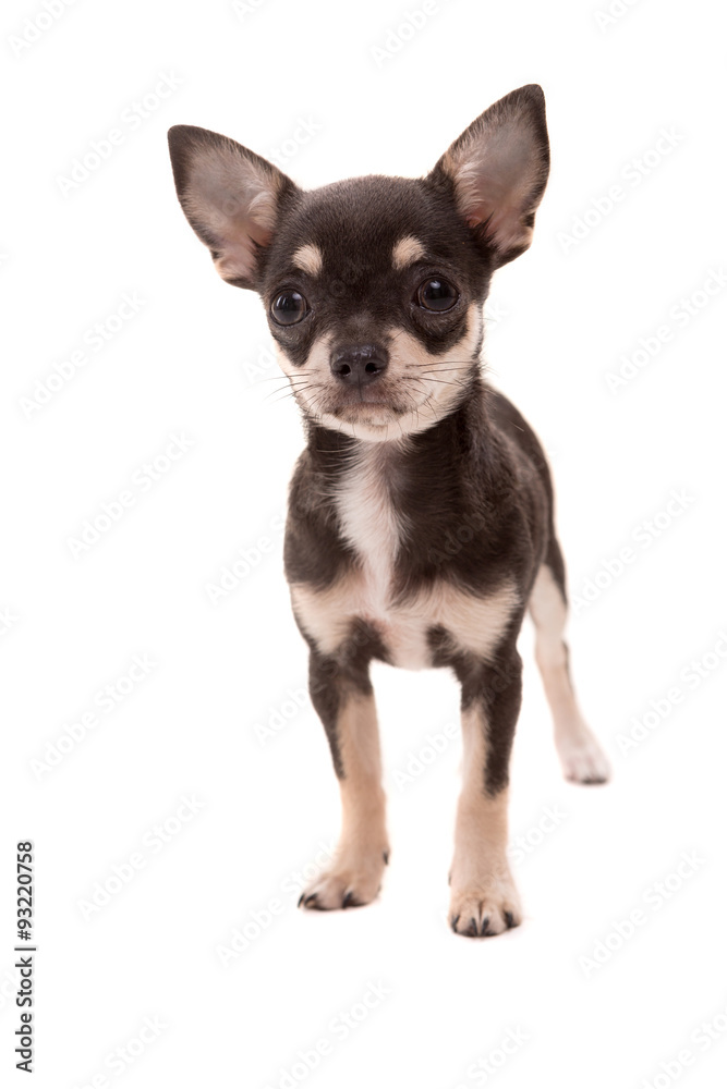 Obraz premium Chihuahua puppy