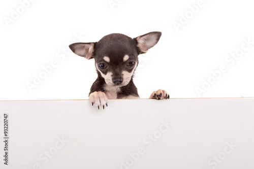 Fototapeta Naklejka Na Ścianę i Meble -  Chihuahua puppy
