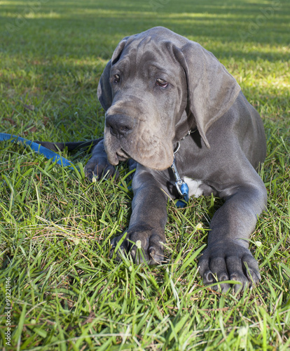 Great Dane puppy