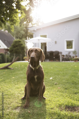 Germany, Eggersdorf, dog sitting on lawn in garden photo