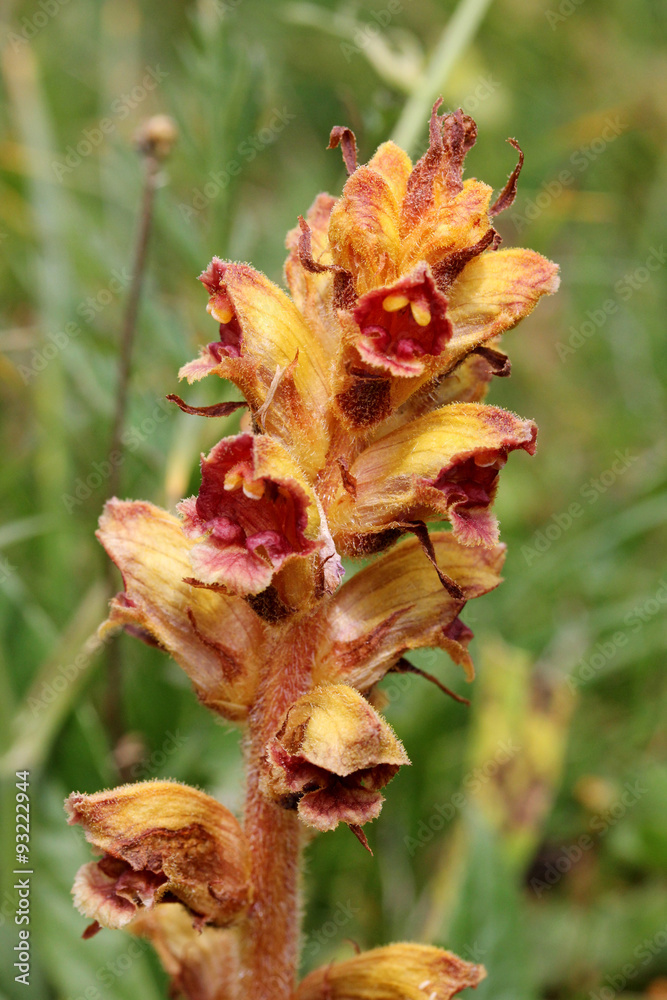 orobanche gracilis, pianta parassita priva di clorofilla orobanche gracilis, pianta parassita priva di clorofilla