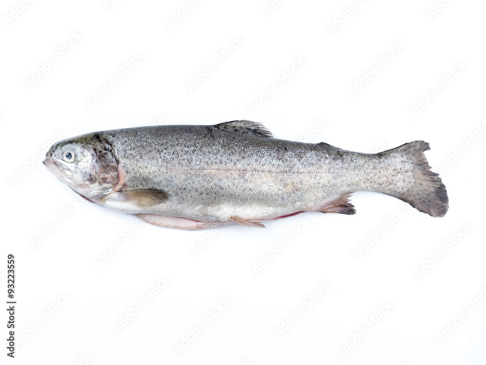Rainbow trout Rainbow trout