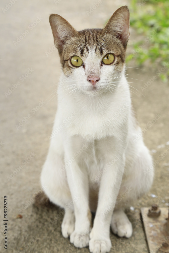 Close up brown and white homeless cat laying on street (backgrou Close up brown and white homeless cat laying on street (backgrou