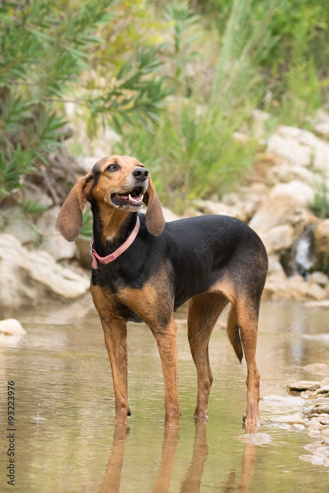 Happy hunt dog portrait against a beautiful  background in nature.
