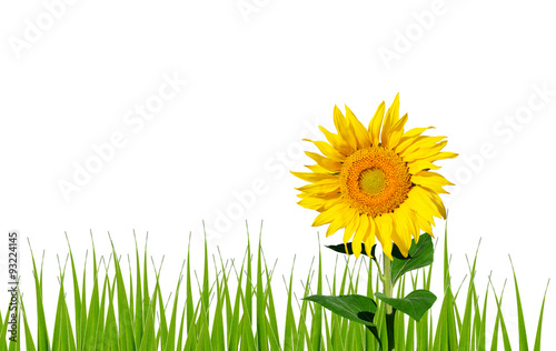 Beautiful sunflower and fresh grass