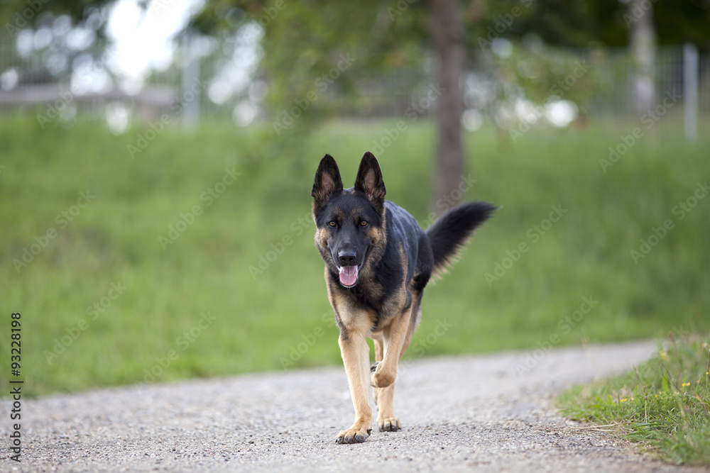 german shepard dog go for a walk