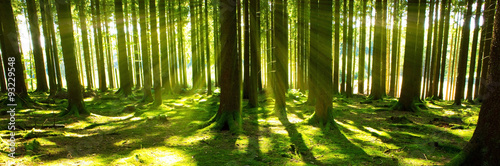 Fototapeta Naklejka Na Ścianę i Meble -  Bright sun in the forest  .