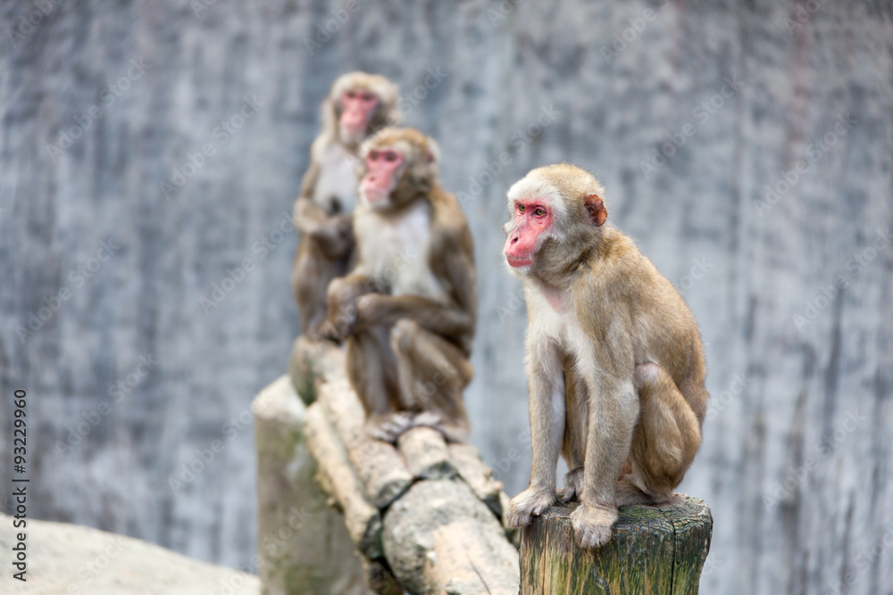 Japanese Macaque - Macaca Fuscata. Nagasaki Zoo