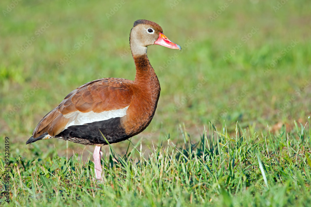 Black-bellied Whistling Duck Black-bellied Whistling Duck
