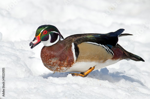 Male Wood Duck Walking in the Snow