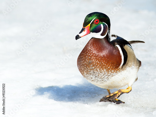 Male Wood Duck Walking in the Snow photo