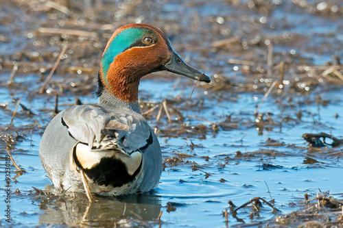 Male Green-winged Teal in the Marsh