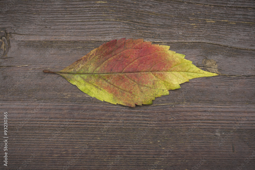 autumn leaf on dark wood background autumn leaf on dark wood background