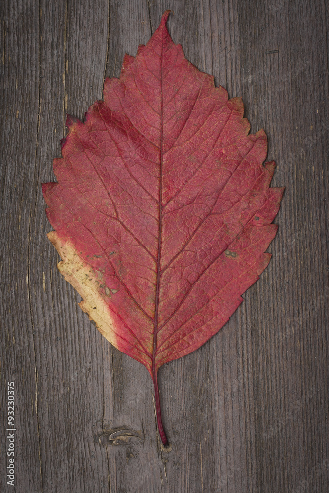 Obraz premium red autumn leaf on a dark wood background