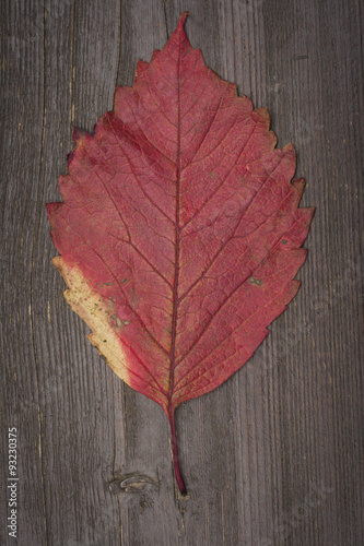 red autumn leaf on a dark wood background