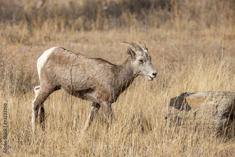 Bighorn sheep in field. Bighorn sheep in field.