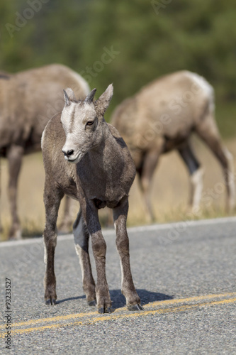 Baby bighorn in middle of the road.